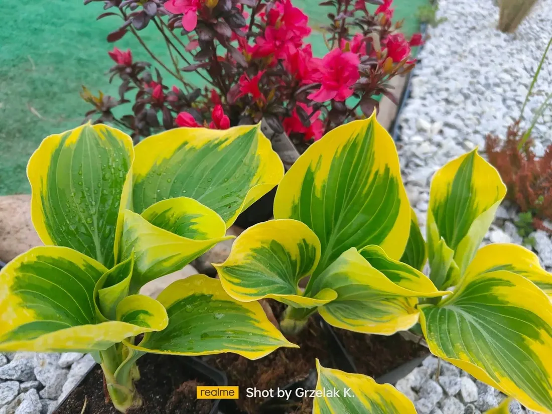 funkia-liberty-piekna-hosta-wolnosc-mega-kolor