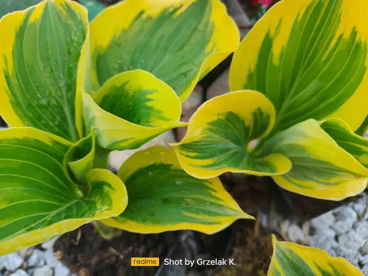 funkia-liberty-piekna-hosta-wolnosc-mega-kolor-rodzaj-rosliny-inny-kolor-kwiatow-roznobarwne-zolte-inny-kolor