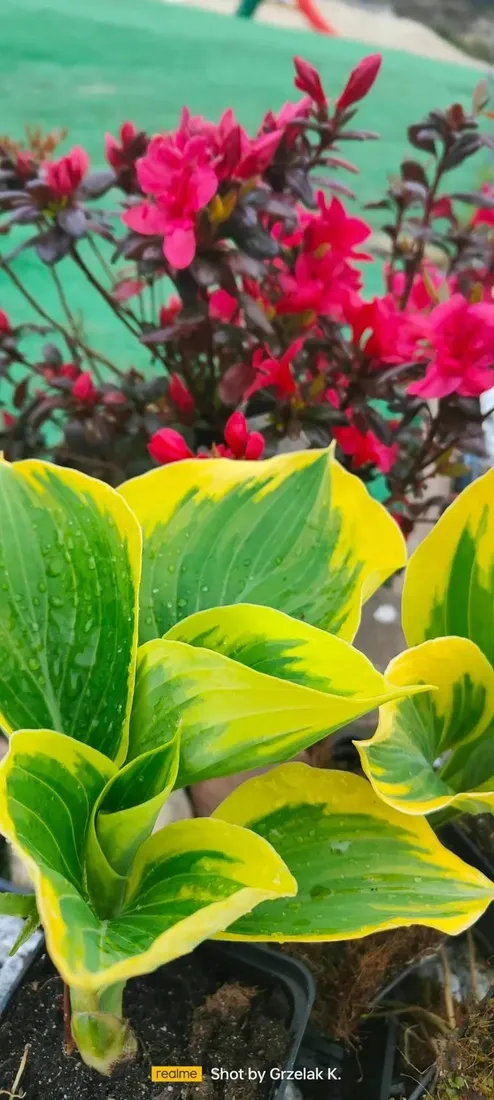 funkia-liberty-piekna-hosta-wolnosc-mega-kolor