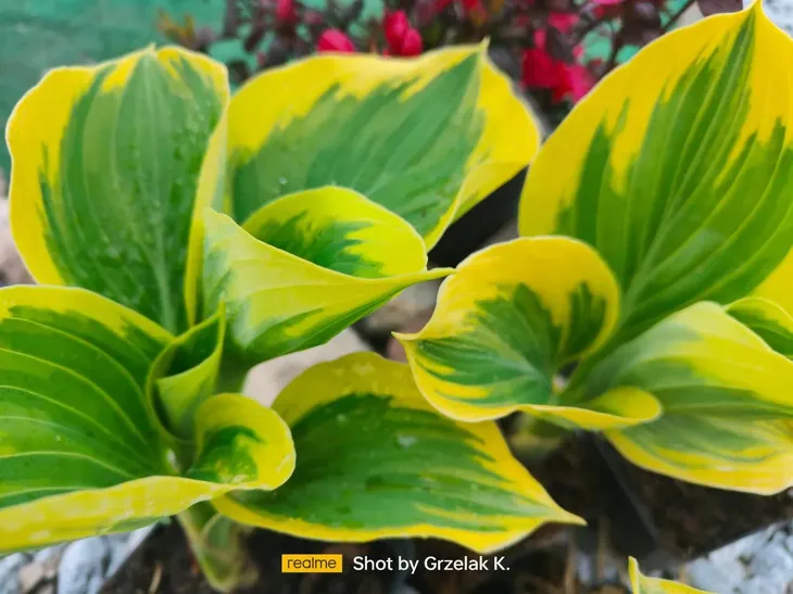 funkia-liberty-piekna-hosta-wolnosc-mega-kolor-rodzaj-rosliny-inny-kod-producenta-wodne-rosliny