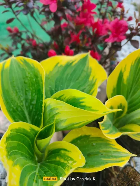 funkia-liberty-piekna-hosta-wolnosc-mega-kolor-rodzaj-rosliny-inny-producent-perfekt-klik-sylwia-grzelak-wodne-rosliny