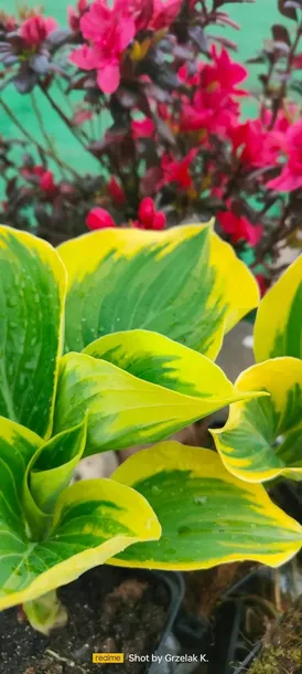 funkia-liberty-piekna-hosta-wolnosc-mega-kolor-rodzaj-rosliny-inny-nazwa-lacinska-hosta