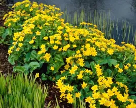 10-x-kaczeniec-zolty-kniec-blotna-caltha-palustris