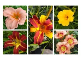 zestaw-5szt-liliowcow-nr-2-hemerocallis-kolorowe-kwiaty-do-ogrodu