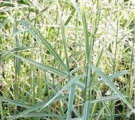 trzcina-karka-variegata-do-oczka-tarlisko-dla-ryb