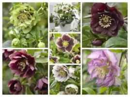 zestaw-5-sztuk-zimozielonych-ciemiernikow-helleborus