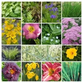 rosliny-ogrod-deszczowy-typ-suchy-mix-roslin