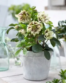 ciemiernik-helleborus-double-ellen-spotted-yellow-zolte-nakrapiane-kwiaty