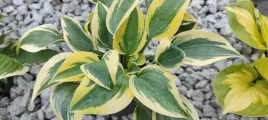 funkia-hosta-autumn-frost-do-ogrodu-i-wokol-oczka