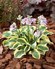 hosta-funkia-lucky-mouse-miniaturka-hosta