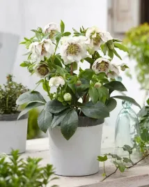 helleborus-ciemiernik-double-ellen-spotted-white-biale-kwiaty-nakrapiane