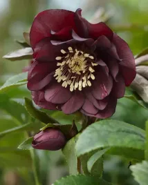 ciemiernik-helleborus-double-ellen-purple-fioletowe-kwiaty-do-ogrodu