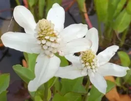 anemopsis-californica-pachnaca-pieknosc-do-oczka