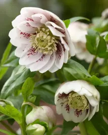 ciemiernik-helleborus-double-ellen-spotted-pink-rozowy-nakrapiany-do-ogrodu