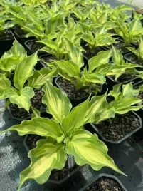 funkia-hosta-lakeside-paisley-print