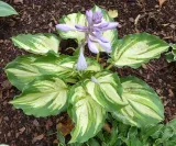 funkia-hosta-lakeside-paisley-print-rodzaj-rosliny-inny