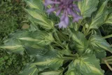funkia-hosta-lakeside-paisley-print-kolor-kwiatow-inny-kolor