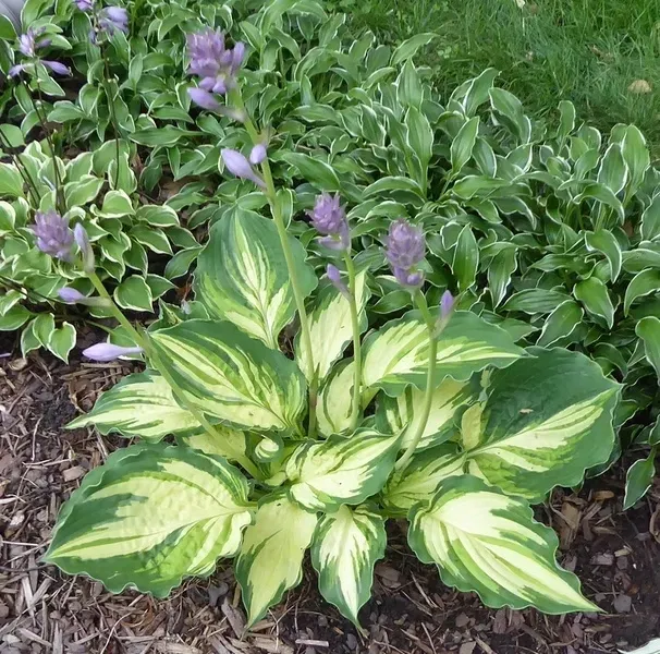 funkia-hosta-lakeside-paisley-print-roslina-w-postaci-sadzonka-z-golym-korzeniem