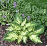 funkia-hosta-lakeside-paisley-print-roslina-w-postaci-sadzonka-z-golym-korzeniem