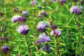 mieta-jelenia-niebieska-intensywny-zapach