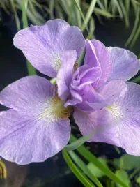 irys-syberyjski-kita-no-seiza-do-ogrodu