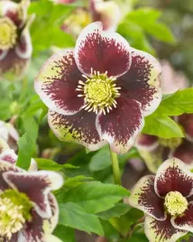 ciemiernik-helleborus-pretty-ellen-spotted-rozowy-nakrapiany-do-ogrodu
