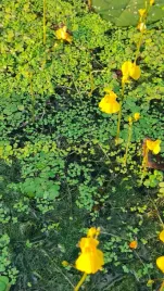 10-x-plywacz-zwyczajny-natlenia-pulapka-na-komary