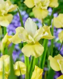 irys-syberyjski-summer-revels-do-ogrodu