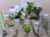 irys-syberyjski-summer-revels-do-ogrodu-roslina-w-postaci-sadzonka-z-golym-korzeniem