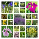 irys-syberyjski-summer-revels-do-ogrodu-kod-producenta-wodne-rosliny-pl