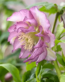 ciemiernik-helleborus-double-ellen-pink-rozowy-kwiat-idealny-do-ogrodu