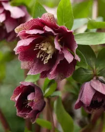 ciemiernik-helleborus-double-ellen-red-czerwony-kwiat-do-ogrodu-i-na-rabaty
