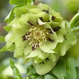 ciemiernik-zielony-helleborus-double-ellen-green-spotted