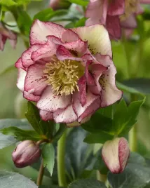 ciemiernik-helleborus-double-ellen-picotee-zimowy-kwiat-idealny-do-ogrodu