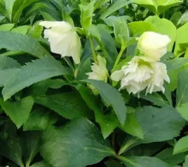 ciemiernik-helleborus-double-ellen-white-bialy-bylina-do-ogrodu-wokol-oczka