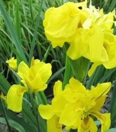 irys-pseudacorus-flore-pleno-do-ogrodu-i-oczka