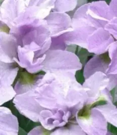 irys-syberyjski-kita-no-seiza-do-ogrodu-i-oczka