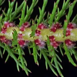 wywlocznik-crispata-roslina-przybrzezna-staw-oczko