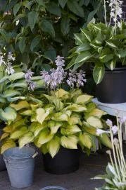 funkia-lakeside-banana-bay-magiczny-kolor-rosliny