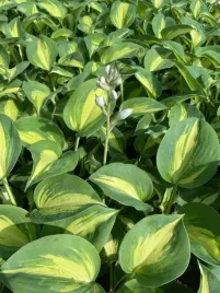 funkia-warwick-comet-do-ogrodu-sercowate-liscie