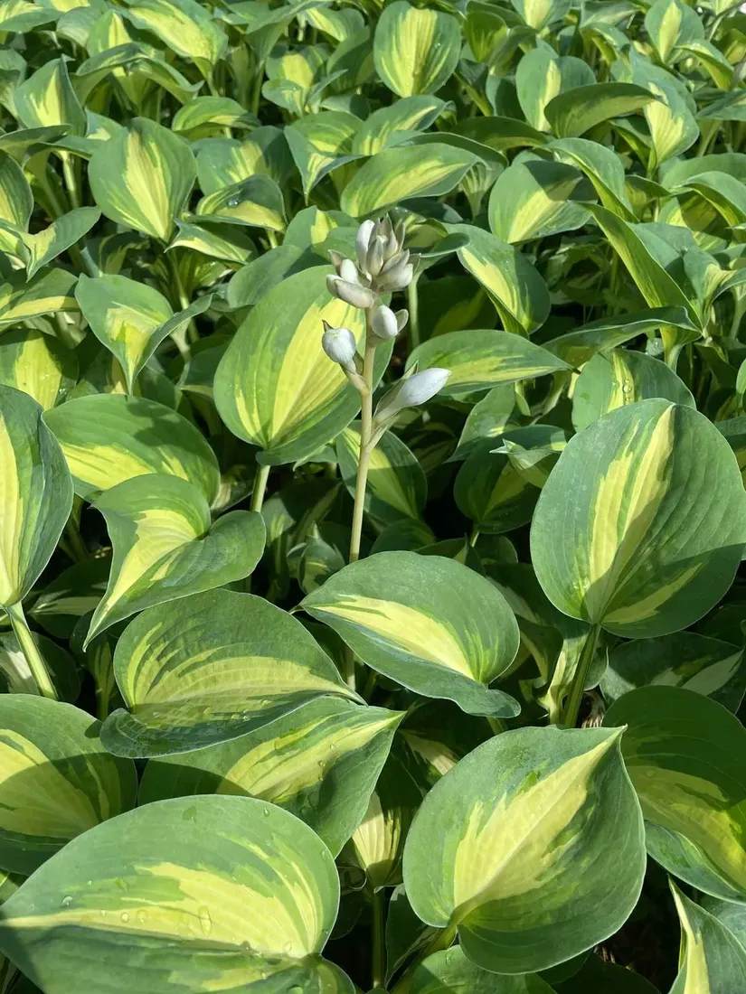 funkia-warwick-comet-do-ogrodu-sercowate-liscie