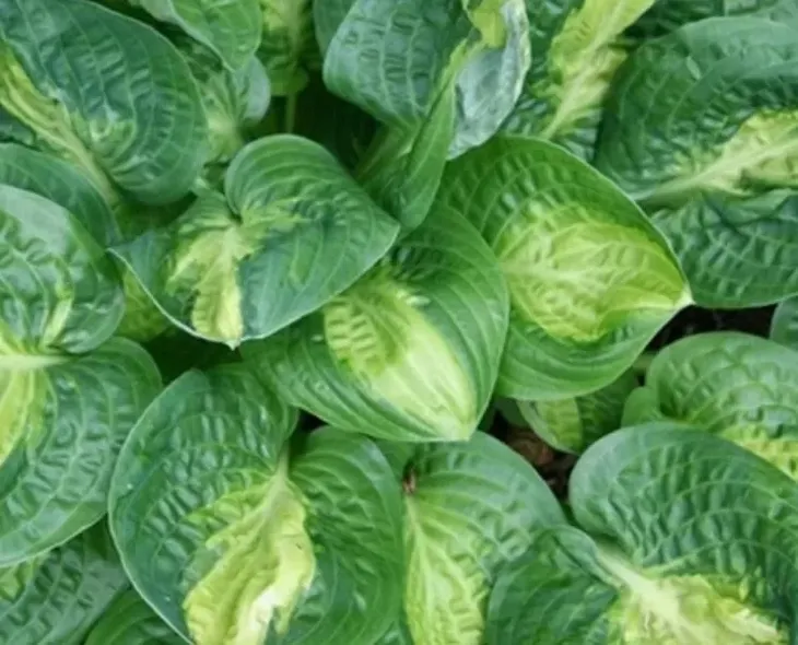 funkia-warwick-comet-do-ogrodu-sercowate-liscie-kolor-kwiatow-inny-kolor