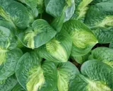 funkia-warwick-comet-do-ogrodu-sercowate-liscie-kolor-kwiatow-inny-kolor