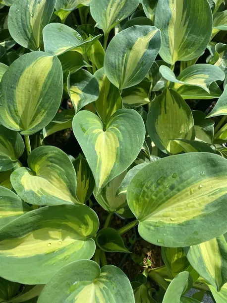 funkia-warwick-comet-do-ogrodu-sercowate-liscie-roslina-w-postaci-sadzonka-z-golym-korzeniem