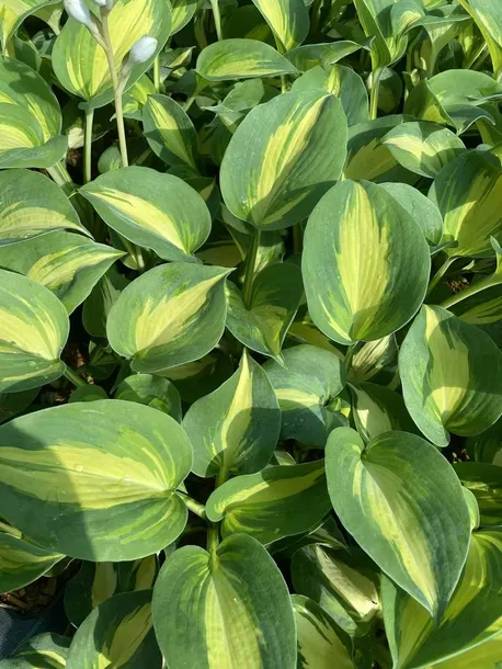 funkia-warwick-comet-do-ogrodu-sercowate-liscie-kod-producenta-wodne-rosliny