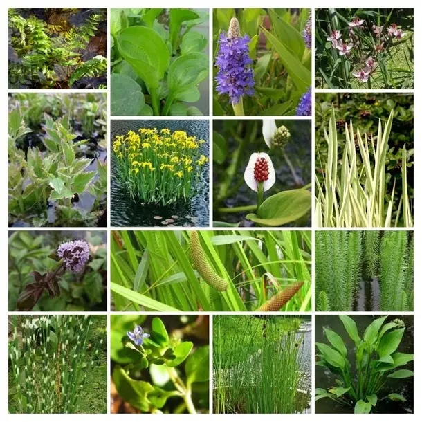 funkia-warwick-comet-do-ogrodu-sercowate-liscie-nazwa-lacinska-hosta