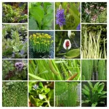 funkia-warwick-comet-do-ogrodu-sercowate-liscie-nazwa-lacinska-hosta