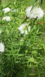 mieta-jelenia-biala-intensywny-zapach-wabi-motyle