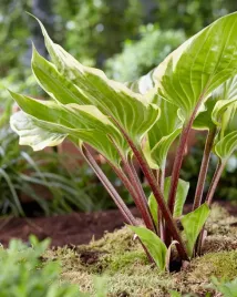 funkia-sorbet-efektowne-bordowe-ogonki-lodygi