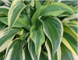 funkia-wolverine-do-ogrodu-wokol-oczka-i-skalniak